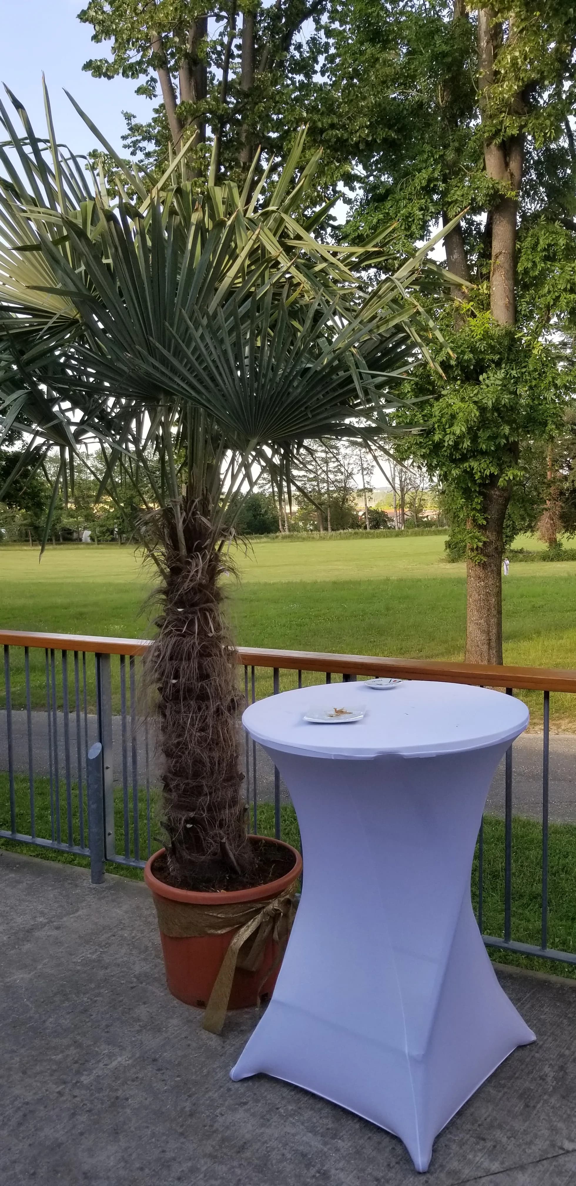 Mange-debout habillé d'une housse blanche, installé dans un parc à côté d'un palmier