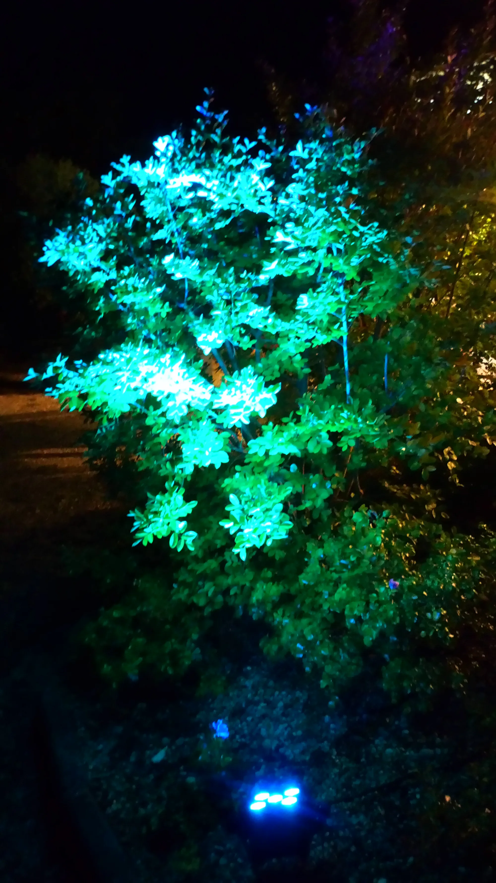 Haie et feuillage d'un jardin éclairés en vert et bleu turquoise par des projecteurs, la nuit