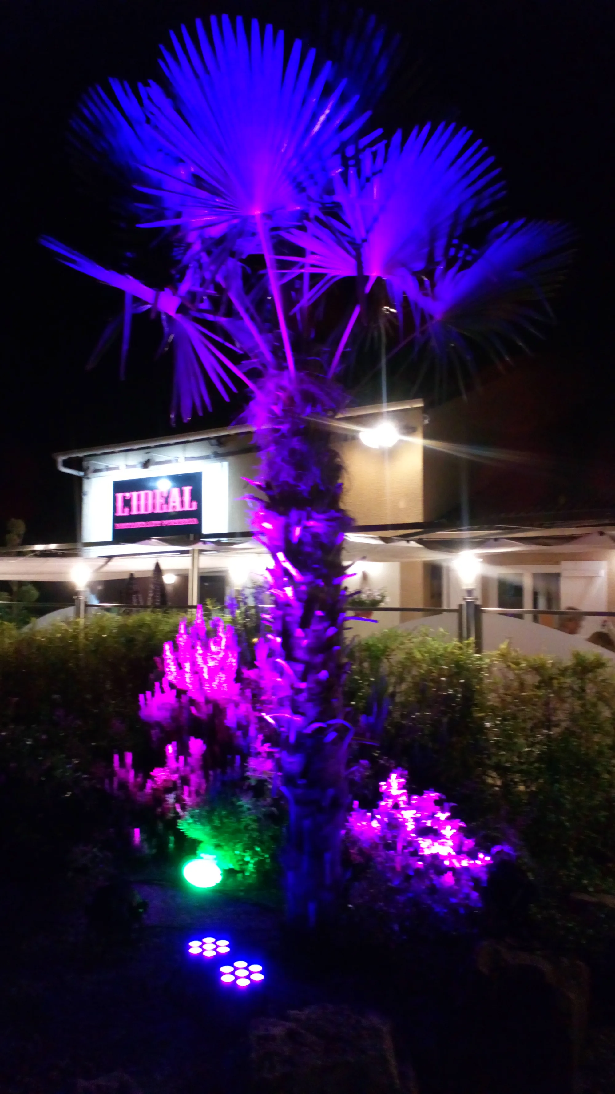 Jardin de nuit avec palmier éclairé en bleu et massifs en magenta et vert, devant la façade éclairée d'un lieu de réception