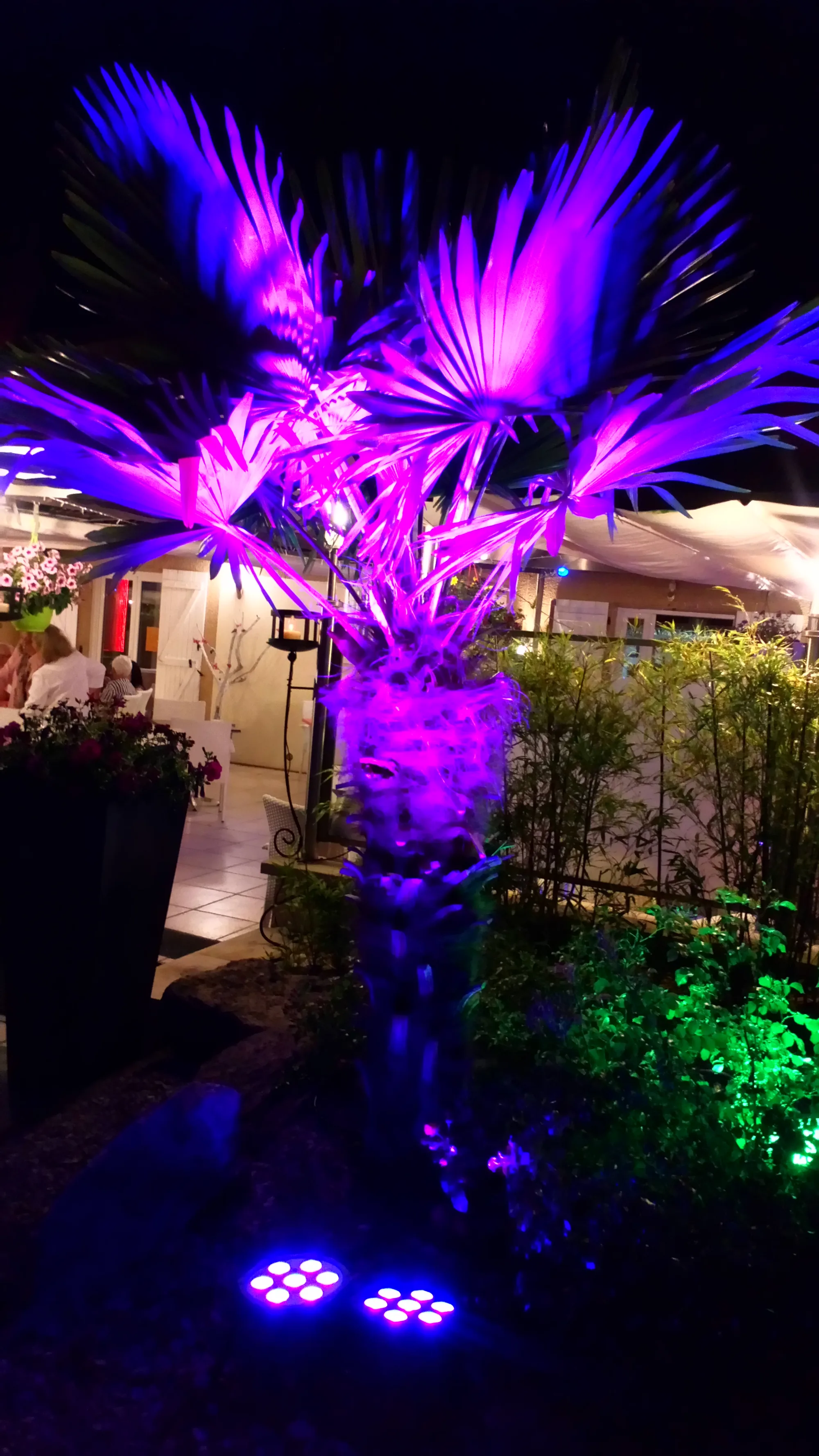 Palmier d'un jardin éclairé en violet par des projecteurs LED posés au sol, la nuit